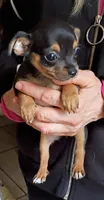itsy bitsy teeny weenie, a female Chihuahua and Chiweenie for sale in Schroon Lake, NY – 1 of 10
