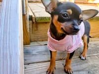 itsy bitsy teeny weenie, a female Chihuahua and Chiweenie for sale in Schroon Lake, NY – 5 of 10