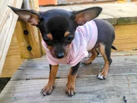 itsy bitsy teeny weenie, a female Chihuahua and Chiweenie for sale in Schroon Lake, NY – 4 of 10