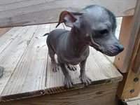 Very Rare Hairless Chihuahua Chiweenie Female ❤️, a female Chihuahua and Chiweenie for sale in Schroon Lake, NY – 5 of 7