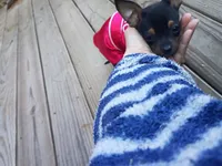 itsy bitsy teeny weenie, a female Chihuahua and Chiweenie for sale in Schroon Lake, NY – 3 of 10
