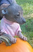 Pixie, a female Chihuahua and Chiweenie for sale in Woodhaven, NY – 6 of 6
