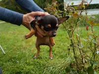 Chiweenie, a male Chiweenie for sale in Glens Falls, NY – 9 of 10