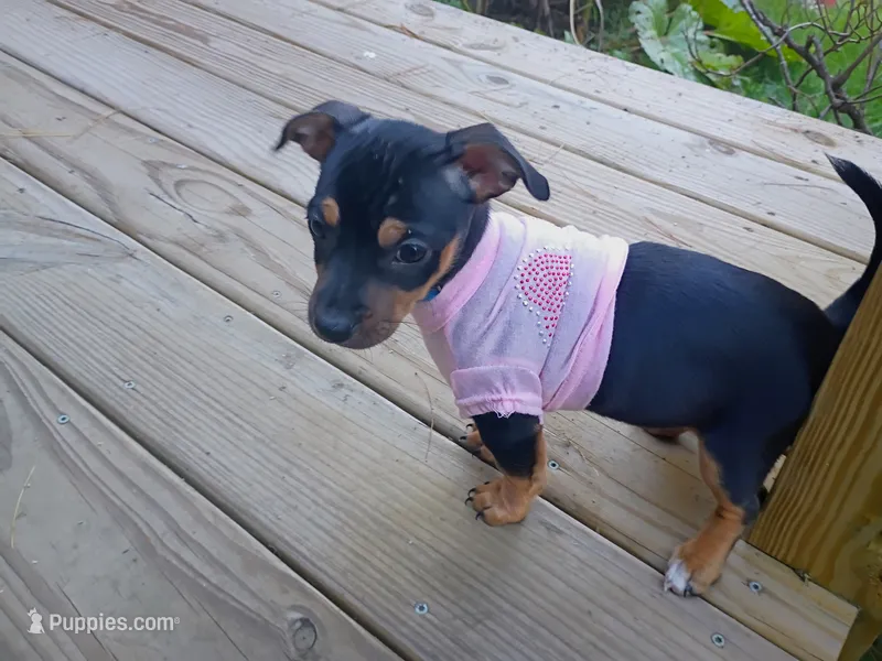 Chihuahua  Dachshund  toy – Chiweenie puppy for sale in Schroon Lake, NY