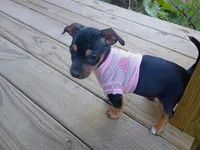 Adorable Chihuahua Chiweenie, a male Chiweenie for sale in Schroon Lake, NY – 1 of 10