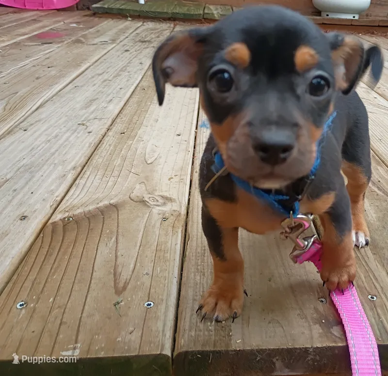 Chiweenie – Chiweenie puppy for sale in Glens Falls, NY