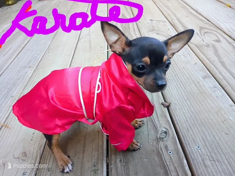 Bitsy The Chiweenie – Chihuahua, Chiweenie puppy for sale in Schroon Lake, NY