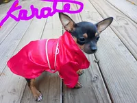 itsy bitsy teeny weenie, a female Chihuahua and Chiweenie for sale in Schroon Lake, NY – 7 of 10