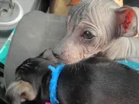 Pixie, a female Chihuahua and Chiweenie for sale in Woodhaven, NY – 2 of 6