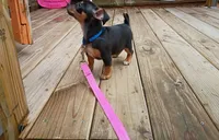 Chiweenie, a male Chiweenie for sale in Glens Falls, NY – 6 of 10