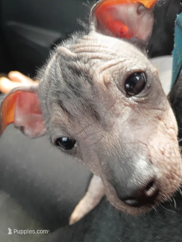 Pixie – Dachshund, Chihuahua puppy for sale in Woodhaven, NY