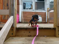 Chiweenie, a male Chiweenie for sale in Glens Falls, NY – 4 of 10
