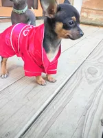 itsy bitsy teeny weenie, a female Chihuahua and Chiweenie for sale in Schroon Lake, NY – 8 of 10