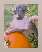 Pixie Rare HAIRLESS  TRY to find another , a female Chihuahua and Chiweenie for sale in Schroon Lake, NY – 5 of 6
