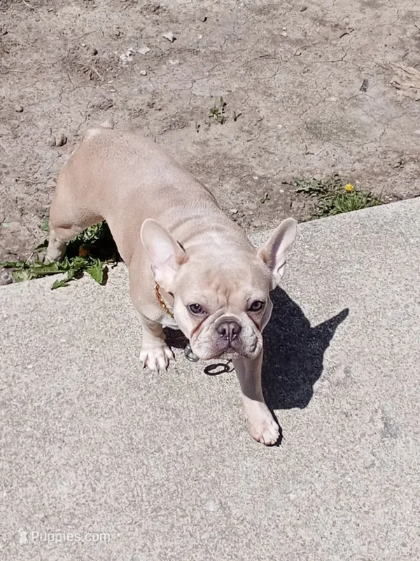 Scrappy – French Bulldog puppy for sale in Canal Winchester, OH