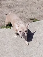 Scrappy, a male French Bulldog for sale in Canal Winchester, OH – 1 of 1