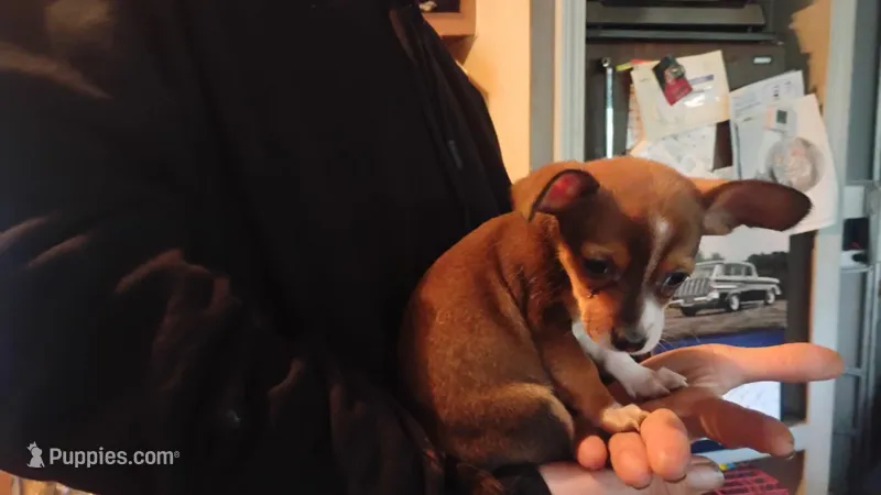 No name – Chihuahua puppy for sale in New Castle, PA