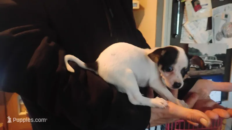 No name  – Chihuahua puppy for sale in New Castle, PA
