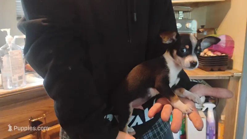 No name  – Chihuahua puppy for sale in New Castle, PA