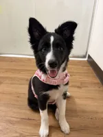 Clairo, a female Australian Shepherd and Border Collie for sale in Concord, CA – 7 of 10