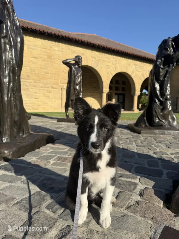 Clairo – Australian Shepherd, Border Collie puppy for sale in Concord, CA