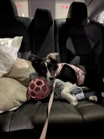 Clairo, a female Australian Shepherd and Border Collie for sale in Concord, CA – 4 of 10