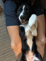 Clairo, a female Australian Shepherd and Border Collie for sale in Concord, CA – 3 of 10