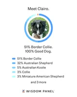 Clairo, a female Australian Shepherd and Border Collie for sale in Concord, CA – 9 of 10