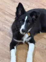 Clairo, a female Australian Shepherd and Border Collie for sale in Concord, CA – 8 of 10