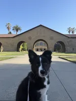Clairo, a female Australian Shepherd and Border Collie for sale in Concord, CA – 5 of 10