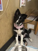 Clairo, a female Australian Shepherd and Border Collie for sale in Concord, CA – 2 of 10
