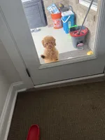 Lulu , a male Poodle - Toy  for sale in Lexington, SC – Photo 1 of 3