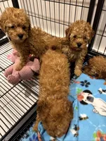 Lulu , a male Poodle - Toy  for sale in Lexington, SC – Photo 2 of 3
