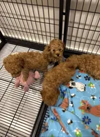 Lulu , a male Poodle - Toy  for sale in Lexington, SC – Photo 3 of 3