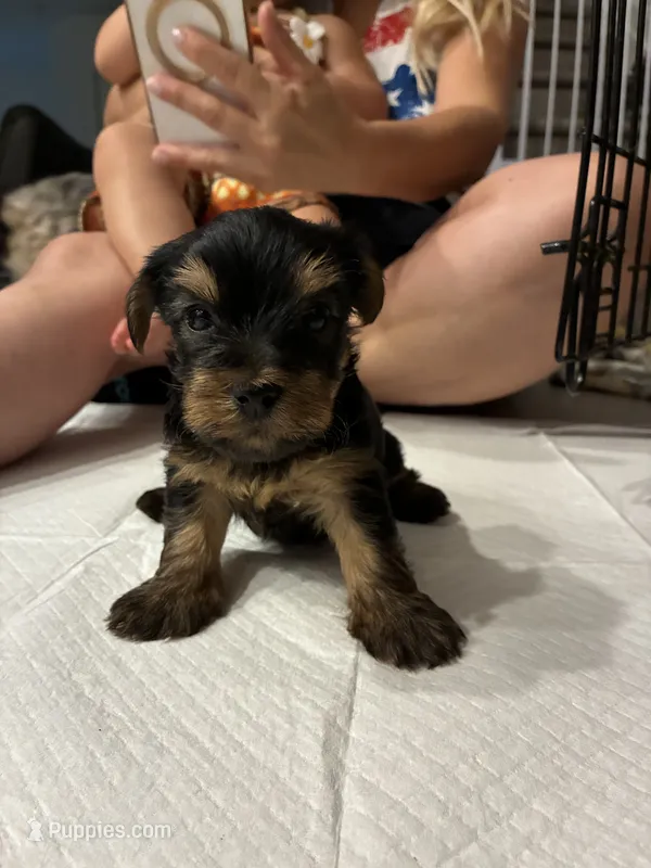 yorkiez – Yorkshire Terrier puppy for sale in Homestead, FL