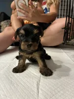 yorkiez, a male Yorkshire Terrier for sale in Homestead, FL – 1 of 4