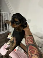 yorkiez, a male Yorkshire Terrier for sale in Homestead, FL – 3 of 4