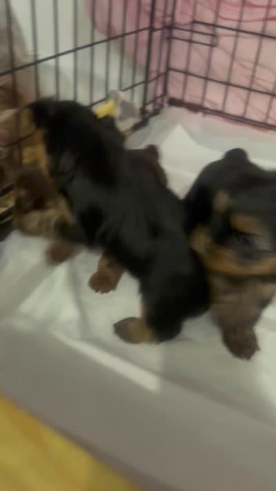 yorkiez, a male Yorkshire Terrier for sale in Homestead, FL – 4 of 4