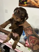 yorkiez, a male Yorkshire Terrier for sale in Homestead, FL – 2 of 4