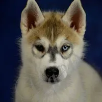 Specs NEUTERED, a male Siberian Husky for sale in Florence, KY – Photo 8 of 8