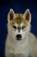 Specs NEUTERED, a male Siberian Husky for sale in Florence, KY – Photo 8 of 8