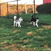 Specs NEUTERED, a male Siberian Husky for sale in Florence, KY – Photo 6 of 8