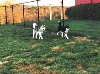 Specs NEUTERED, a male Siberian Husky for sale in Florence, KY – Photo 6 of 8