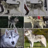 Specs NEUTERED, a male Siberian Husky for sale in Florence, KY – Photo 5 of 8