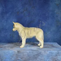 Specs NEUTERED, a male Siberian Husky for sale in Florence, KY – Photo 3 of 8