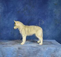 Specs NEUTERED, a male Siberian Husky for sale in Florence, KY – Photo 3 of 8