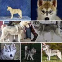 Specs NEUTERED, a male Siberian Husky for sale in Florence, KY – Photo 2 of 8