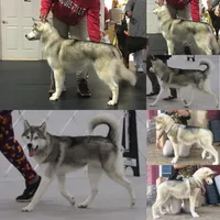 Specs NEUTERED, a male Siberian Husky for sale in Florence, KY – Photo 7 of 8