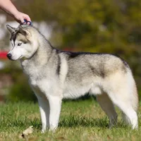Specs NEUTERED, a male Siberian Husky for sale in Florence, KY – Photo 4 of 8