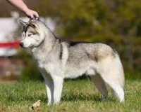 Specs NEUTERED, a male Siberian Husky for sale in Florence, KY – Photo 4 of 8